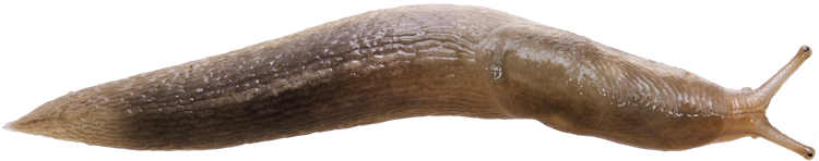 Lehmannia marginataTRÄDSNIGEL14.9 × 75.0 mm